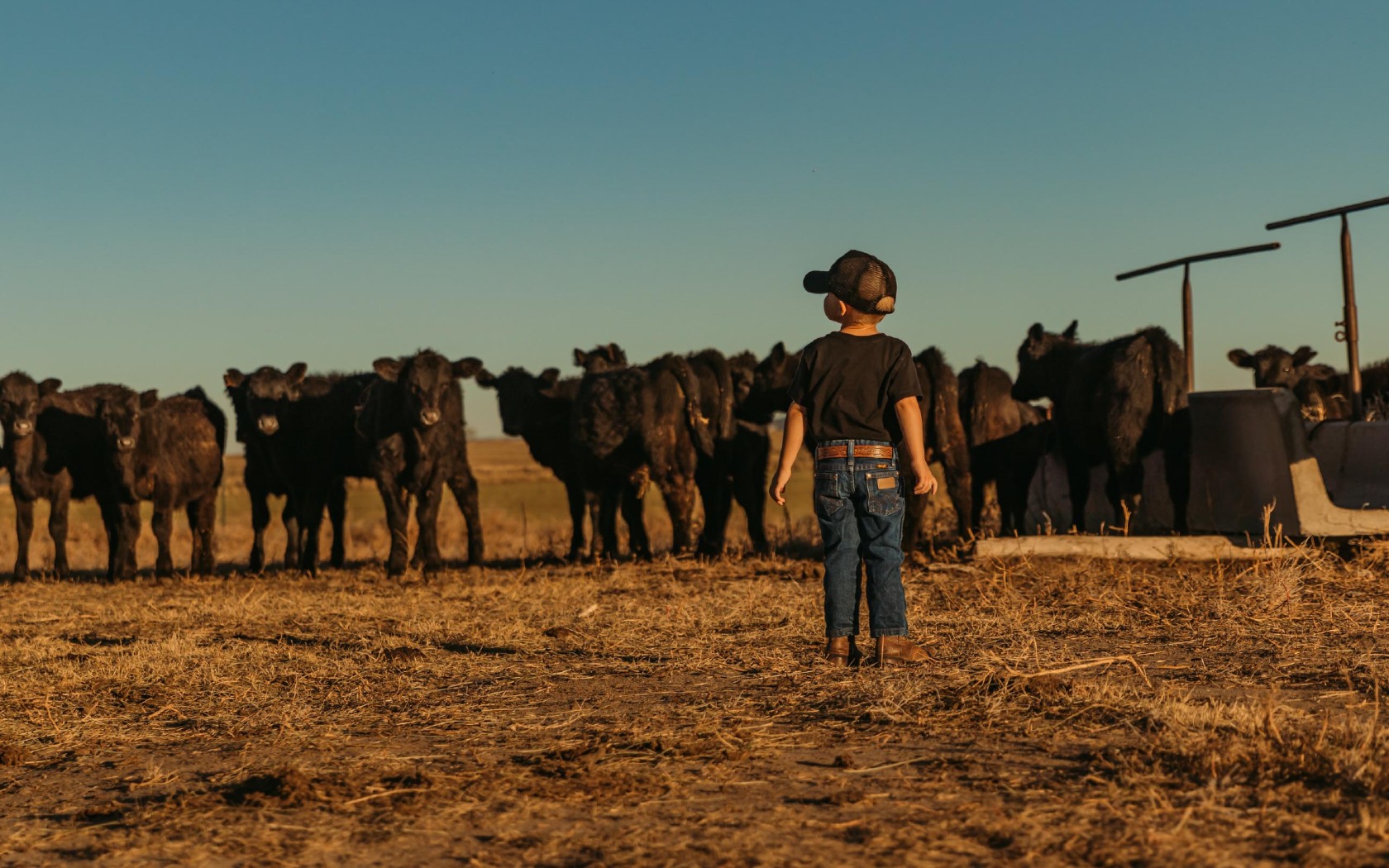 a young boy looks over his heard of cattle