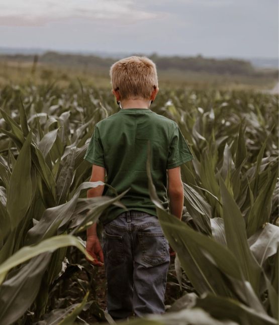 A young boy walking in a corn field